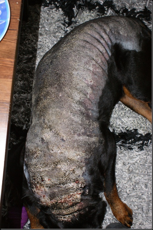 Kari Anne sin hundeblogg Oppdatering etter veterinærbesøk. Calcinosis